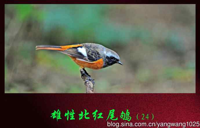 雄性北红尾鸲（24）