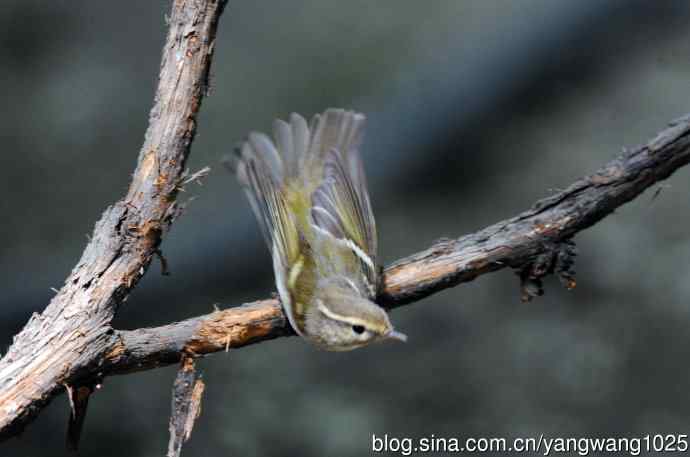 黄眉柳莺(6) 黄眉柳莺(6)
