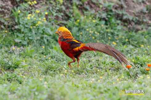 发一组鈥満旄菇跫︹