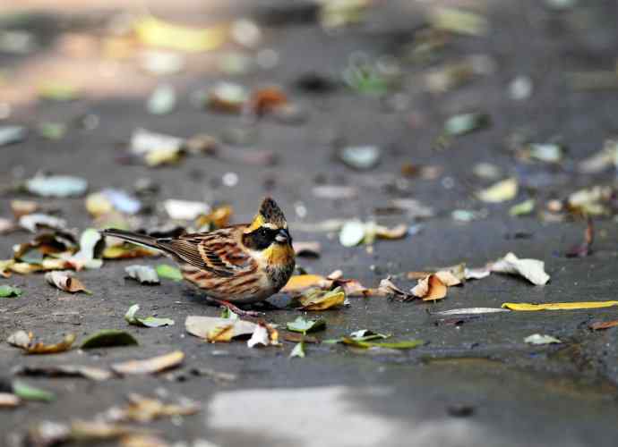 黄喉鹀(1) 黄喉鹀(1)