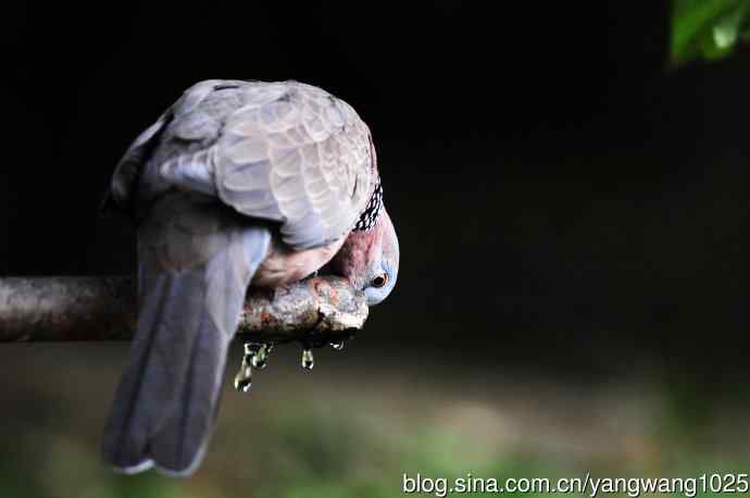 饮水的珠颈斑鸠
