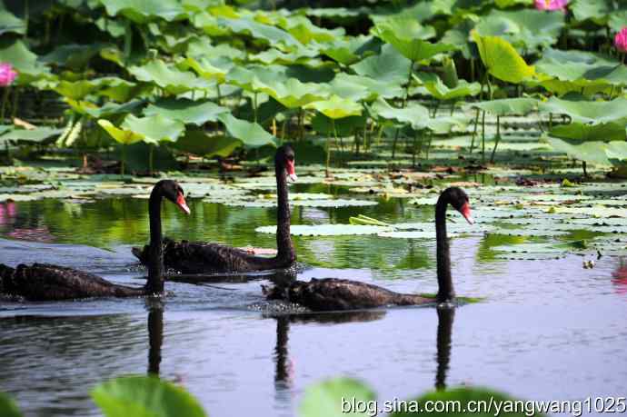 北京圆明园公园的鸟类——圆明园的黑天鹅（纪实篇）