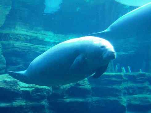美人鱼：传说的兽原型探秘（海牛）