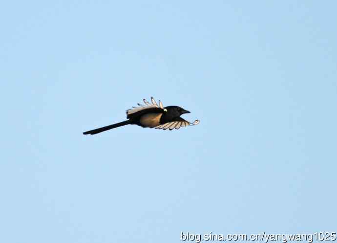 抓拍飞翔的喜鹊(习作)1 抓拍飞翔的喜鹊(习作)1