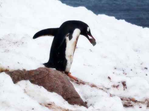 鸟类之最:巴布亚企鹅 鸟类之最:巴布亚企鹅