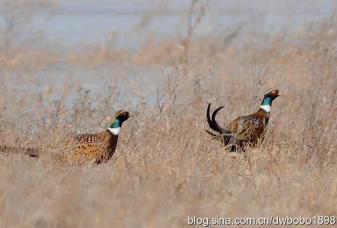 邂逅雉鸡群