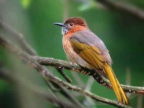 家禽驯化之源之三十（红耳鹎、领雀嘴鹎）