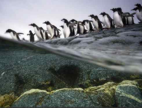 鸟类之最:巴布亚企鹅 鸟类之最:巴布亚企鹅