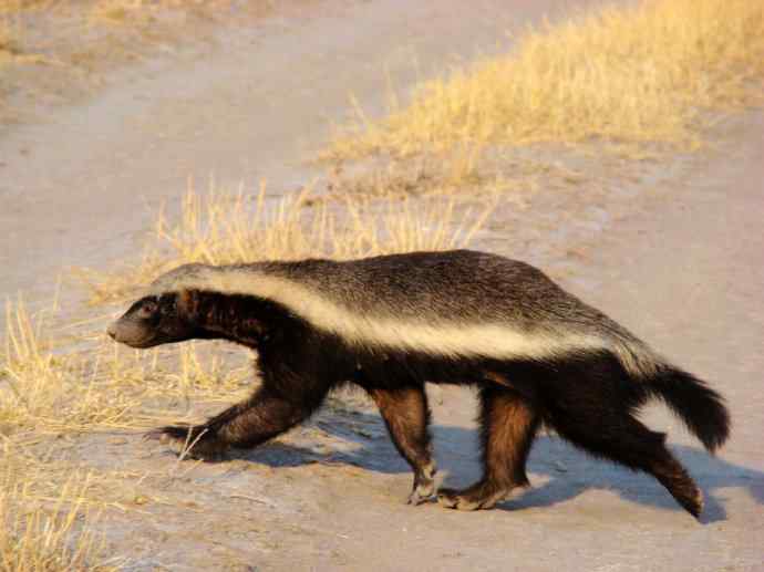 犬科：狐亚科之大耳狐