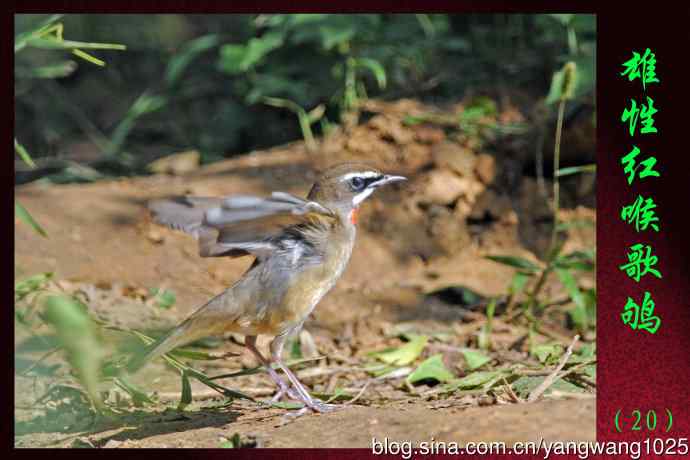 雄性红喉歌鸲(20) 雄性红喉歌鸲(20)