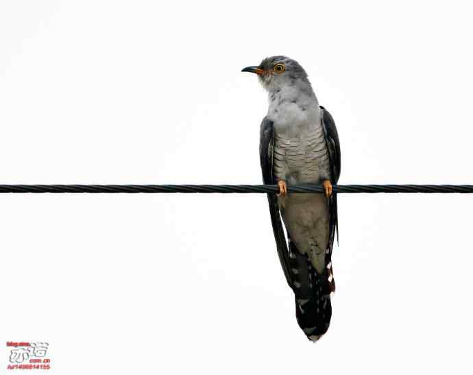 光棍节代言鸟杜鹃：光棍好苦鈥︹