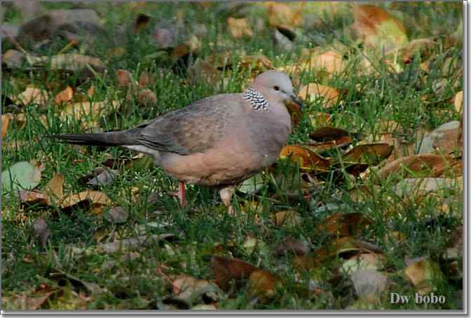 点击图片或使用键盘← →翻页