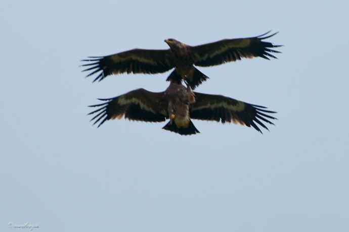 我和草原雕有个约定
