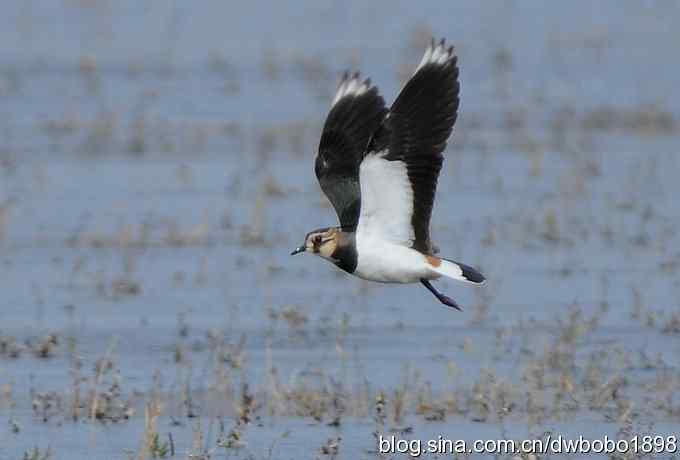 飞翔的凤头麦鸡