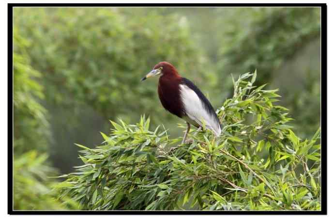 阳山摄鹭之池鹭篇
