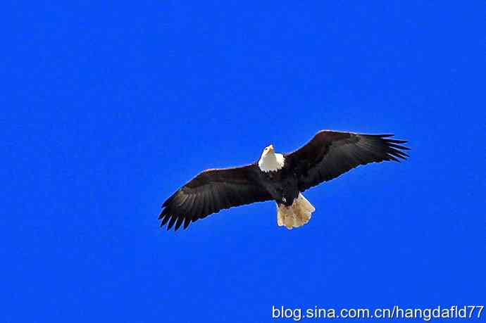 雄鹰翱翔蓝天