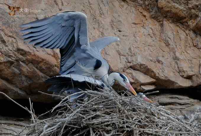 春天奏鸣曲：苍鹭的幸福生活