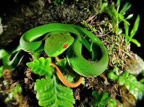 龙：传说的兽原型探秘（蝮蛇类）