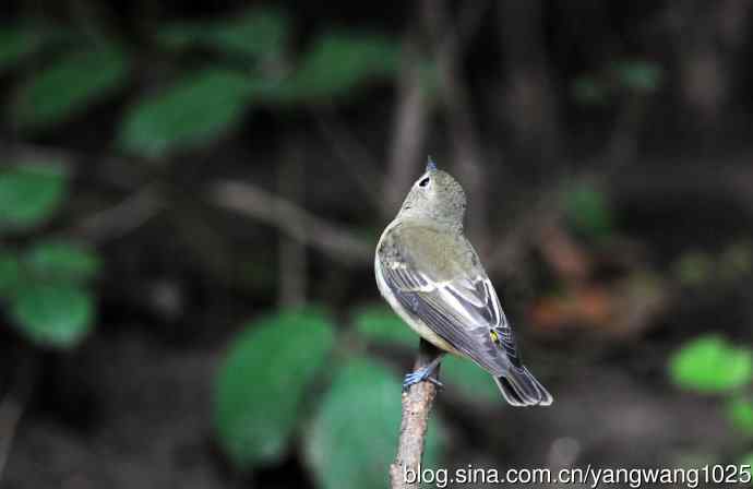 雌性白眉姬鹟（15）