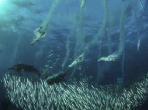 自然奇观：动物大迁徙(沙丁鱼)