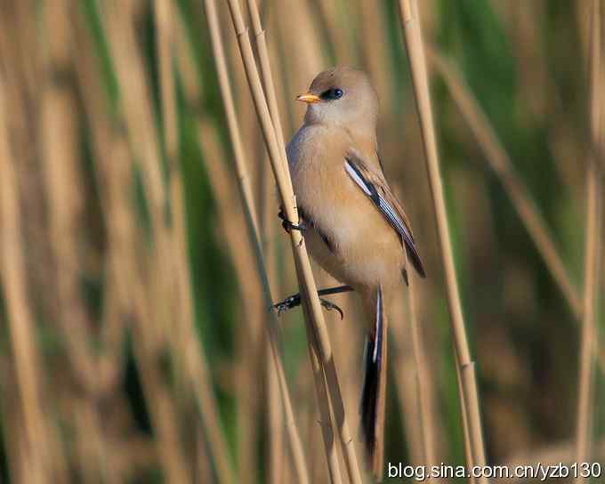 文须雀（组图，5张图片）