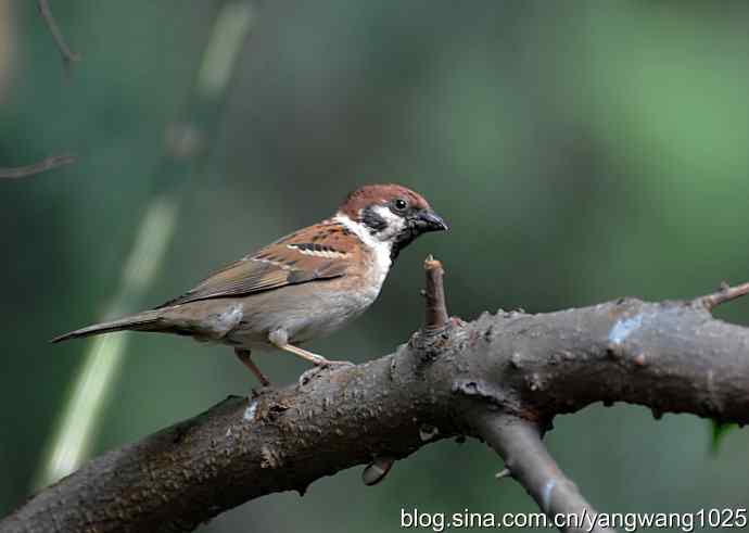 北京天坛公园的鸟类——麻雀