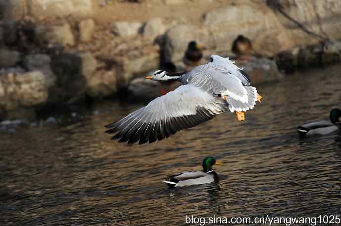 舞(斑头雁)1 舞(斑头雁)1