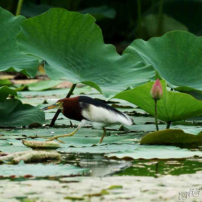 圆明园&nbsp;wbr路&nbsp;wbr池鹭抓了条大鱼