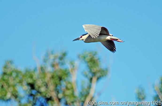 飞(夜鹭)76 飞(夜鹭)76