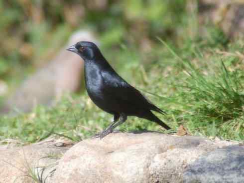雀鸟也彪悍:小鸟也疯狂(红翅黑鹂) 雀鸟也彪悍:小鸟也疯狂(红翅黑鹂——拟鹂科的战斗种族)