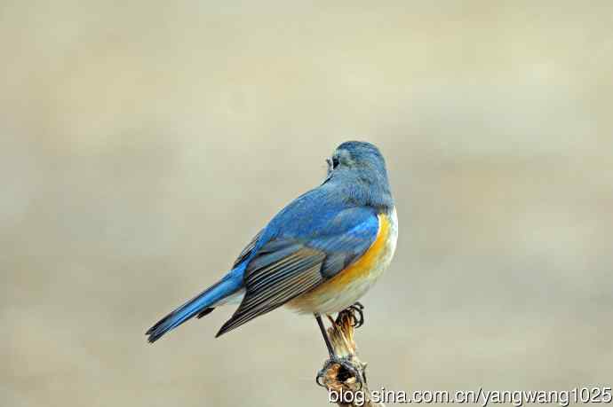 雄性红胁蓝尾鸲（23）