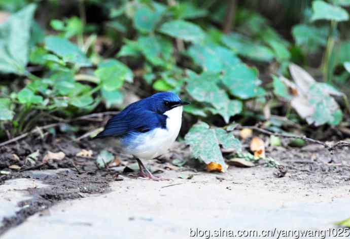 雄性蓝歌鸲（4）