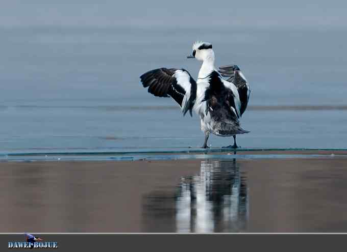 白秋沙和罗纹鸭记录