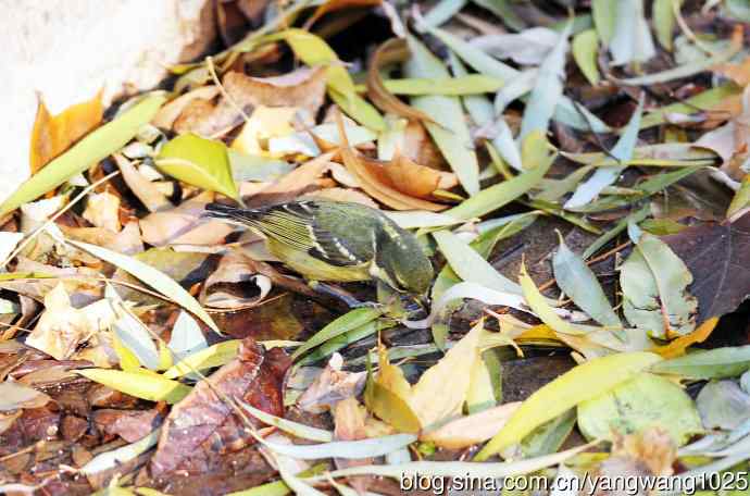 黄腹山雀（5）