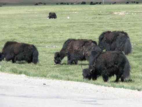 动物世界：山寨还是原创之九