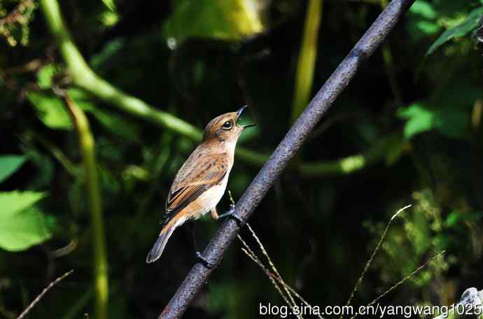 雌性黑喉石即鸟(2) 雌性黑喉石即鸟(2)
