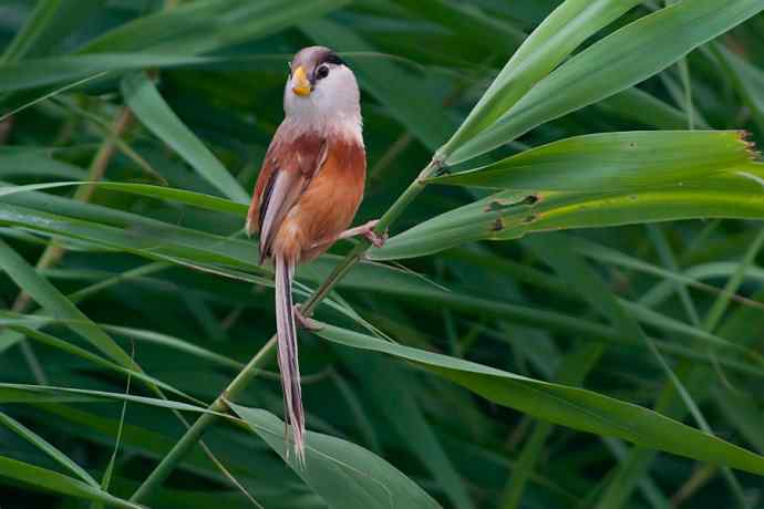 萌态可掬的鈥溦鸬┬∪糕☆★ 萌态可掬的鈥溦鸬┬∪糕☆★