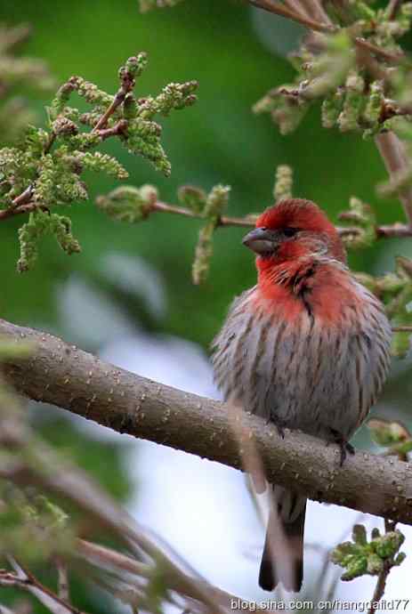 家朱雀(2) 家朱雀(2)