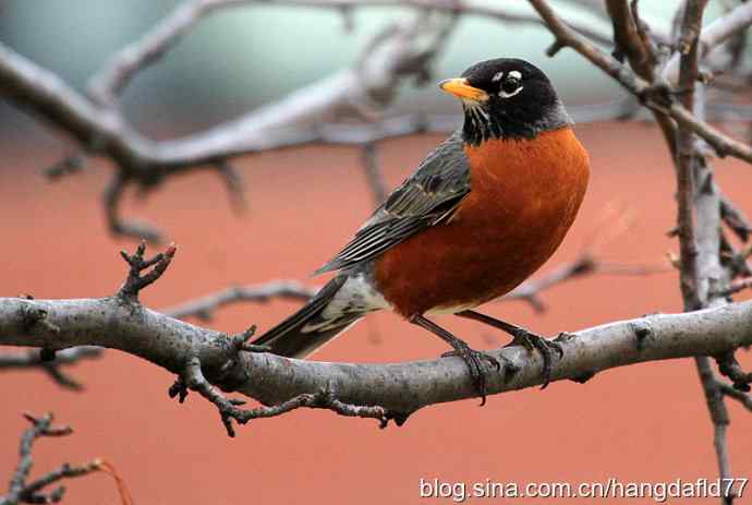 北美知更鸟（2）