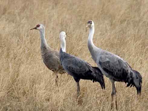 白头鸟系列：另类的美丽7（鸻鹬）