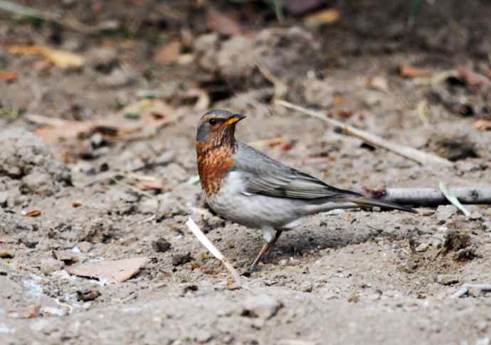 随走随拍（赤颈鸫）