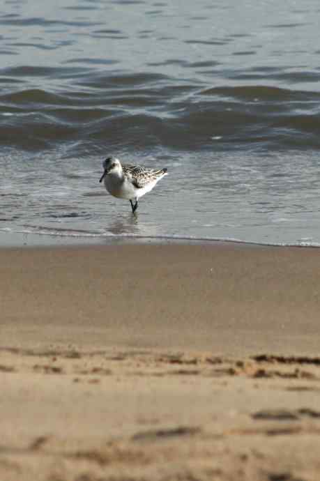 摄鸟拾趣（五） wbr三趾鹬 wbr2008.09