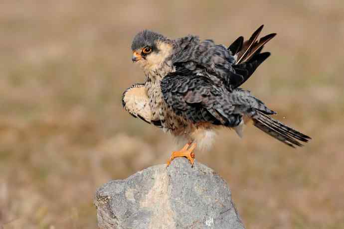 阿穆尔隼:野鸭湖黎明观猛* 阿穆尔隼:野鸭湖黎明观猛*