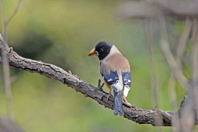 雄性黑尾蜡嘴雀（3）