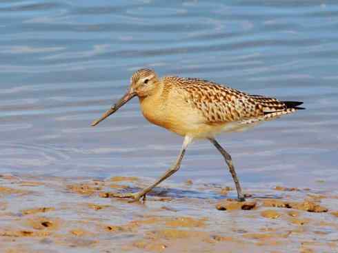 鸟类之最：斑尾滕鹬