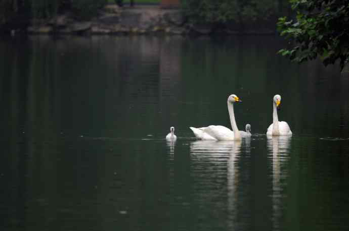 温馨之家（白天鹅）