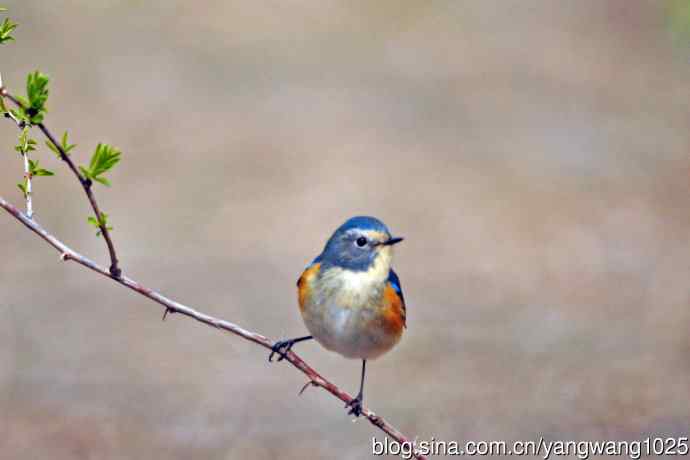 雄性红胁蓝尾鸲（25）