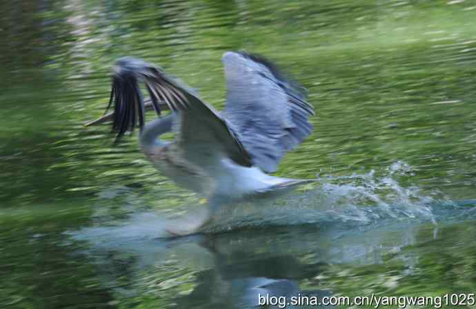 再拍大鹈鹕 wbr2