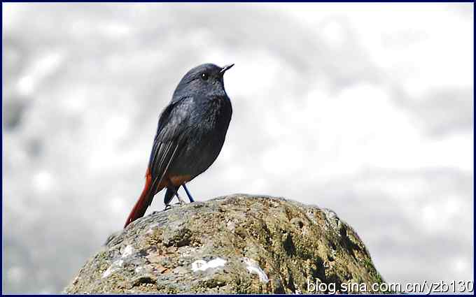 神农架的第二只鸟鈥斺敽煳菜叮ㄗ橥迹