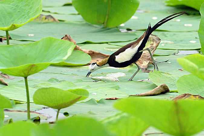 再上衡水湖 wbr续拍明星鸟